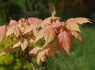Клен ложноплатановый Acer pseudoplatanus  