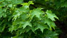 Клен остролистный Acer platanoides  