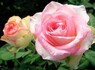 Роза Чайно-гибридная Дольче Вита 