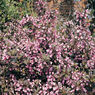 Вейгела цветущая Foliis Purpureis/Фоллис Пурпуреус 